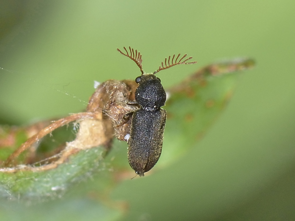 Anobiidae: maschio di Ptilinus fuscus